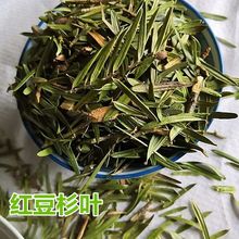 干货红豆杉叶 红豆杉树叶茶包邮店有红豆杉根皮包邮