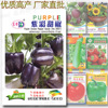 Purple sweet pepper seeds about 50 pieces of purple sweet peppers black lanterns pepper pepper pepper four seasons edible color pepper seeds