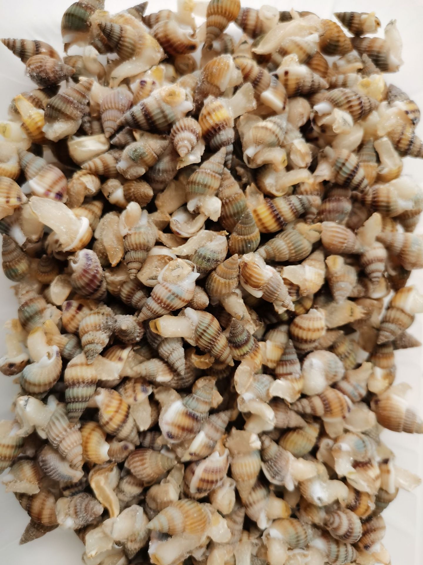 批发冷冻海瓜子海锥 海螺丝贝类海产品10kg每件熟冻麻辣海鲜-阿里巴巴