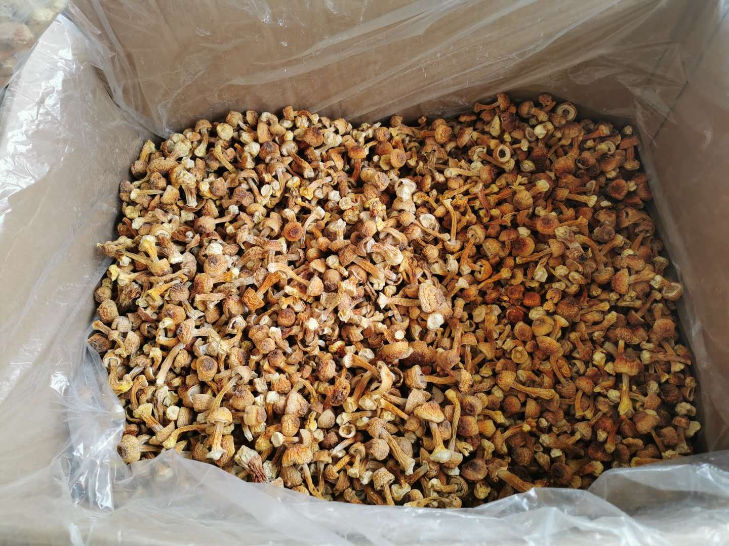 Dried Agaricus Blazei Mushroom 500g Yunnan Sun Dried Culinary Fungi for Soups and Stir Fry specifications