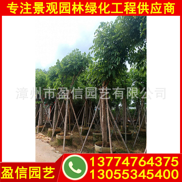 腊肠树-(4).jpg