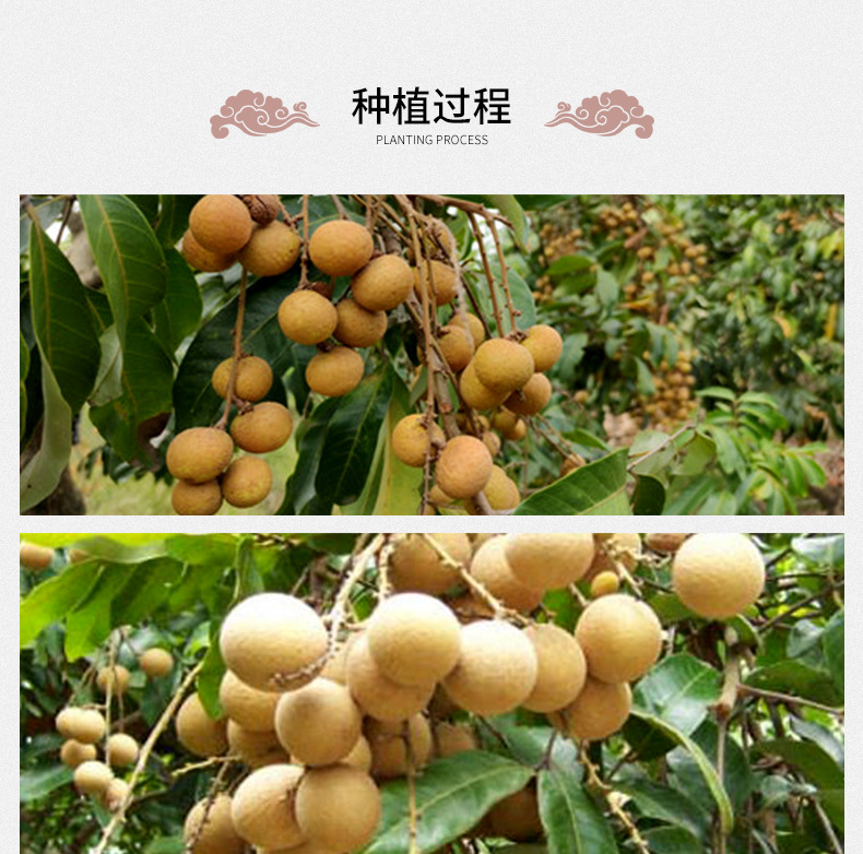 Dried Longan Fruit Meat Gui Yuan 500g Seedless Pitted Herbal Tea and Soup Ingredient preparation