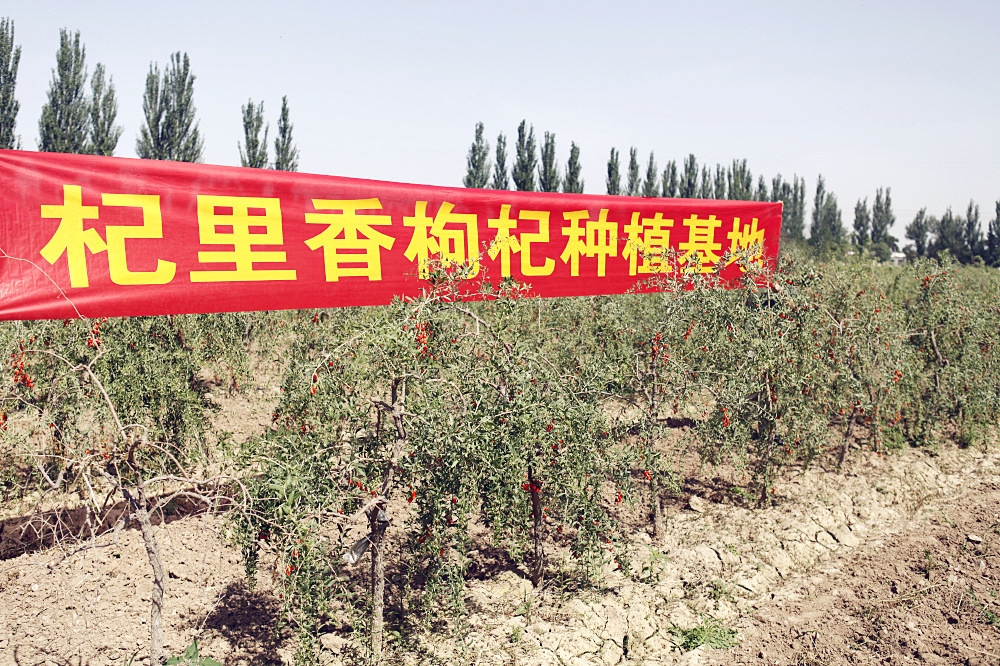Premium Ningxia Goji Berries Gou Qi Zi Dried Wolfberry for Tea and Soup 40 Jin Bulk Case specifications