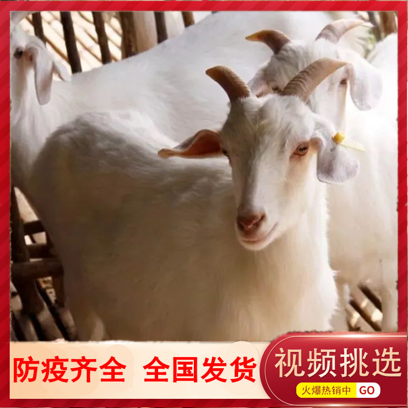 U.S.A White goat Breeding sheep Thoroughbred White goat breed Boer goats Lamb Black Goat living thing Lamb