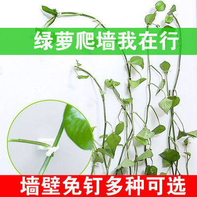 綠蘿爬牆固定器自粘式挂鈎藤蔓植物牆上攀爬固定室內釘架無痕神器