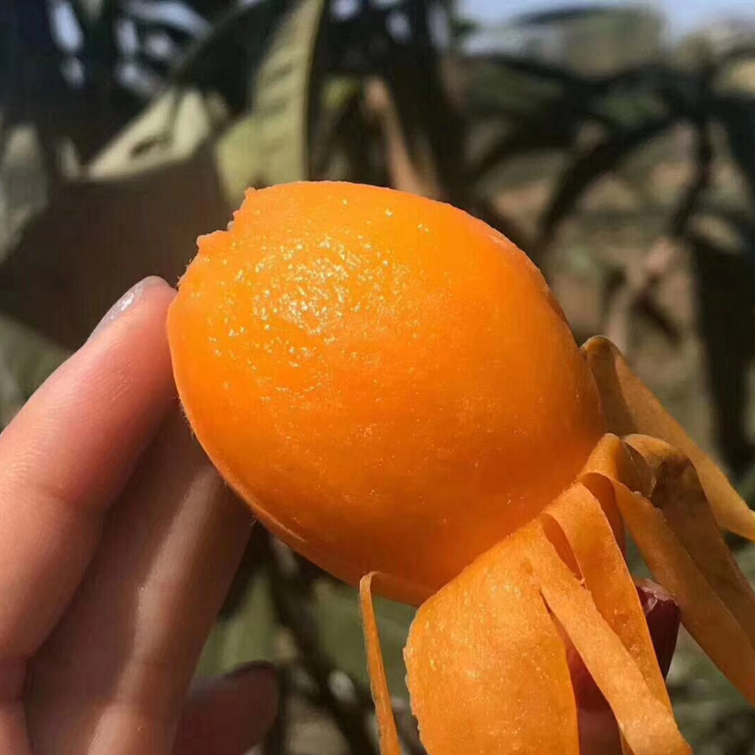 枇杷大五星枇杷新鲜水果当季琵琶果3斤5斤龙宫果整箱一件代发