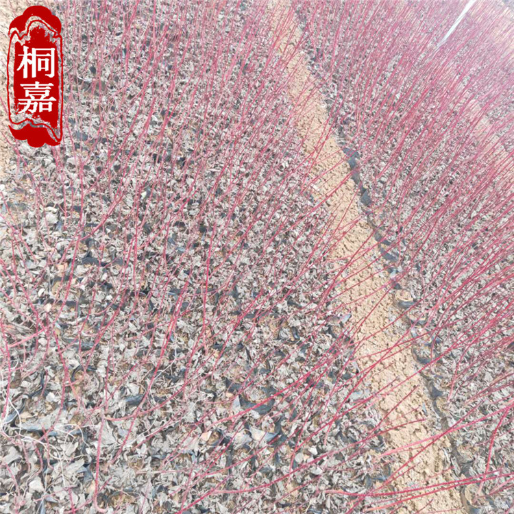 微信图片_20200313082059