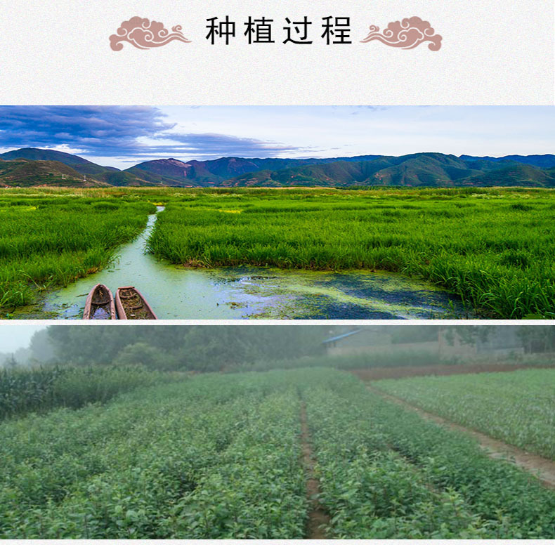 Luo Bu Ma Tea Apocynum Leaf Tea 500g Loose Dried Luobuma Herbal Tea from Xinjiang specifications