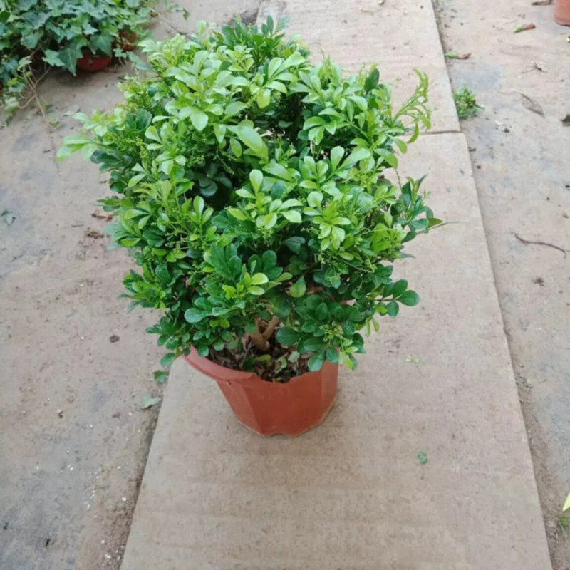 Просо саженцы орхидеи элегантные и полные ароматных комнатных и уличных цветов средство от комаров двор зеленые растения гостиная горшечные растения легко кормить