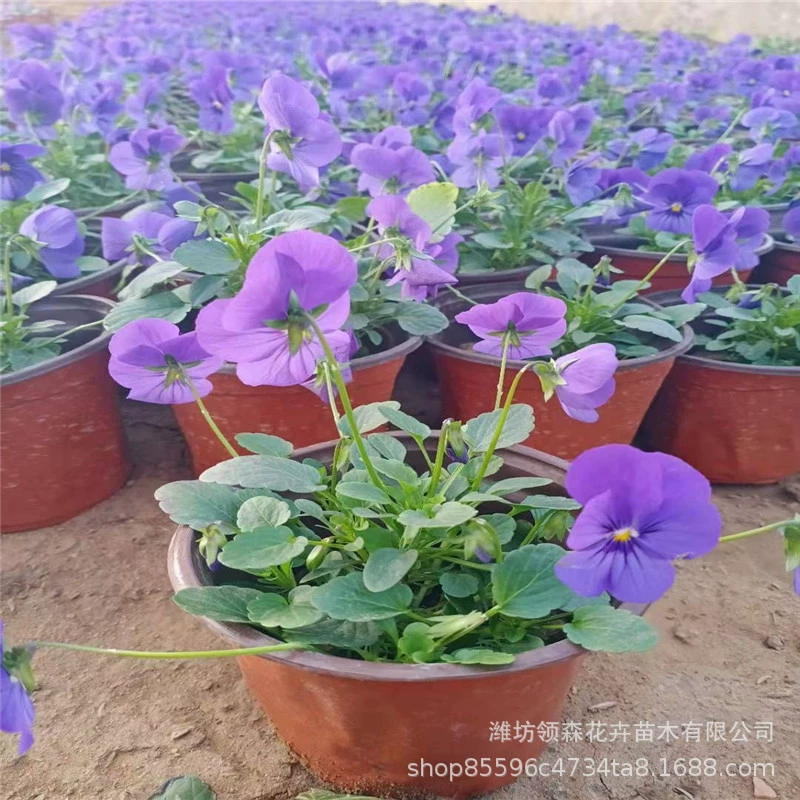 Анютины глазки горшечные цветы Цинчжоу базовый цветок морская клумба озеленение проект Корпанси сезонная трава Цветок анютины глазки Цветочные саженцы