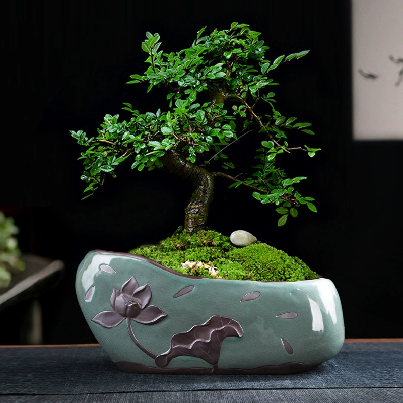 Бамбук Acorus АИР горшечный цветок мелкий лист палисандр Рокарий бонсай горшок каменный пейзаж маленький баньян в помещении прямоугольный фиолетовый песок