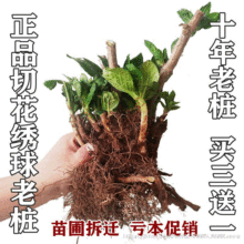 绣球小苗汇总 无尽夏绣球花苗盆栽带花苞万华镜花手鞠等绣球花苗 阿里巴巴找货神器