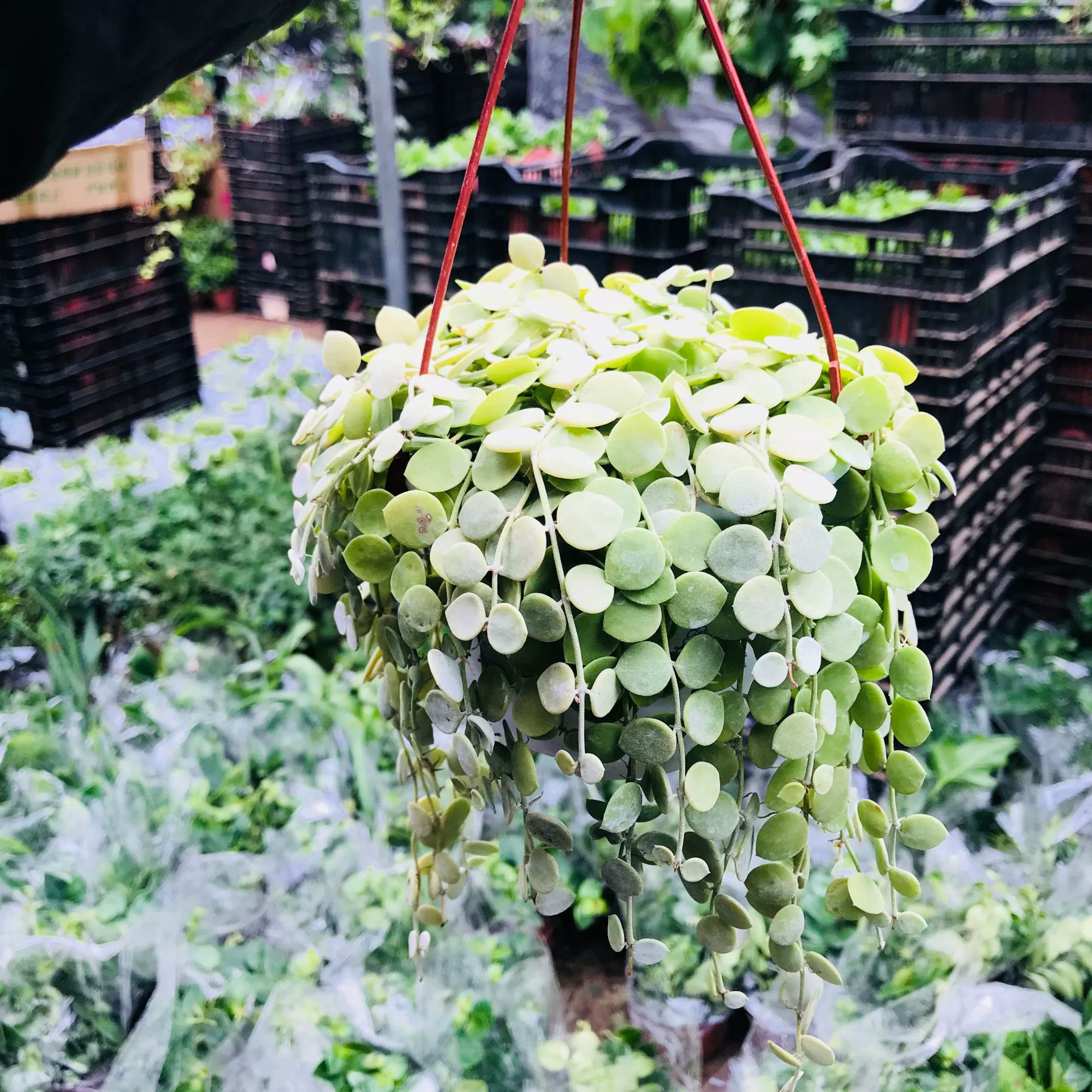 Теплица оптом зеленые растения цветы в горшках Крытая гостиная балкон денежная нить висит Орхидея вечнозеленая круглый год, чтобы выращивать зеленые растения