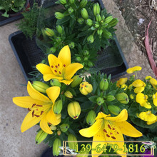 百合种子价格 百合种子价格品牌 图片 价格 百合种子价格批发 阿里巴巴 百合种子价格 百合种子价格品牌 图片 价格 百合种子价格批发 阿里巴巴