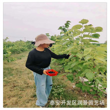 出售果桑树苗 四季果桑树苗 台湾四季长果桑树苗