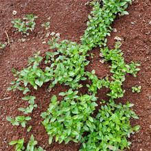 rƺ䁉|ûɽ0-4 ɽʯ  Lɰ ă