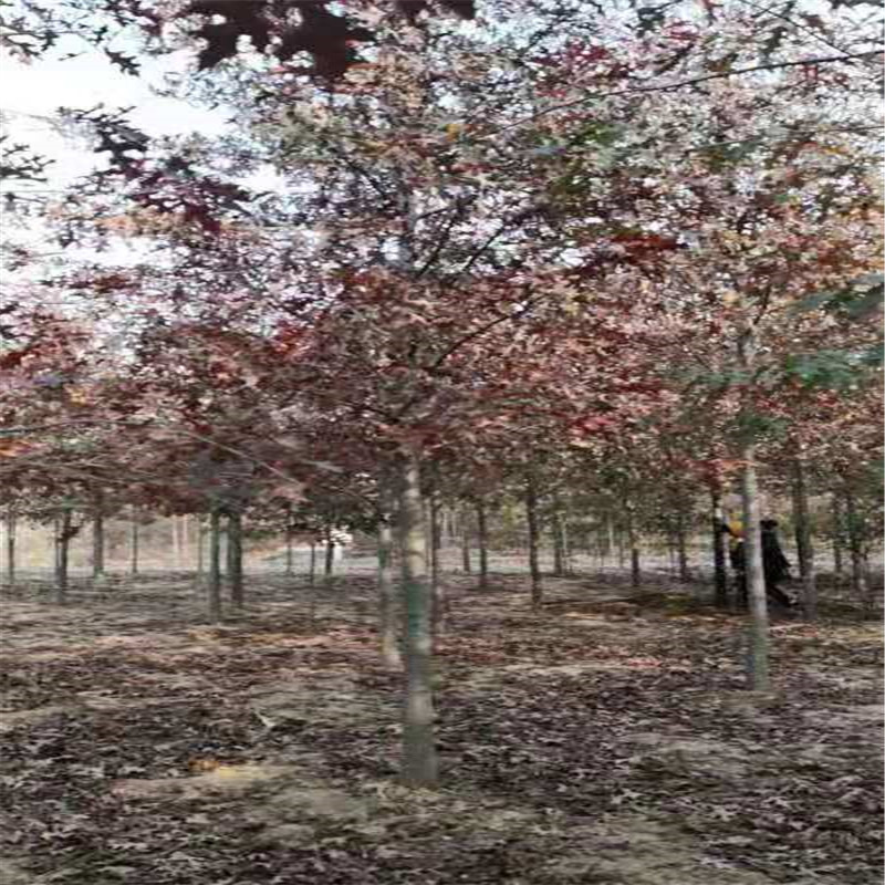 红橡树苗 娜塔莉红橡树种植基地出售5-15公分北美红栎红橡树-阿里巴巴