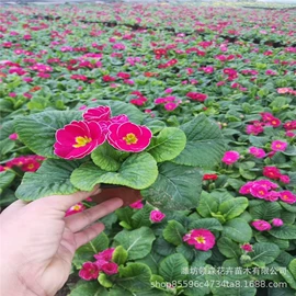 宿根花卉;一二年生花卉;灌木