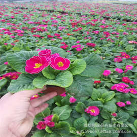 青州基地批发报春花盆栽花海工程绿化苗木租摆时令草花报春花苗