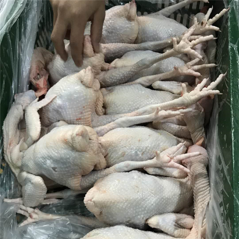 光鸡三黄鸡清远鸡烧鸡直供餐厅酒店饭堂商超新鲜现杀批发可斩块-阿里巴巴