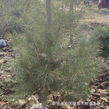 基地供应园林绿化山西白皮松树 出售城市行道树白皮松