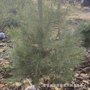 ���ع����@�־G��ɽ����Ƥ�ɘ� ���۳����е����Ƥ��