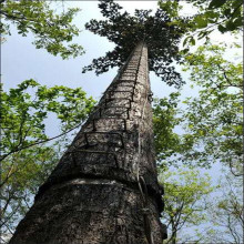 20米仿真通信基站仿真树 仿真信号塔基地拓展树仿生人造基站松树