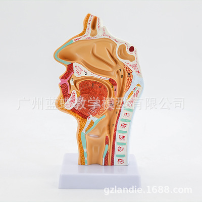 human body Nasal cavity oral cavity Throat anatomy normal Nasal cavity Pharyngeal cavity Pharyngeal cavity Nasal cavity oral cavity Model