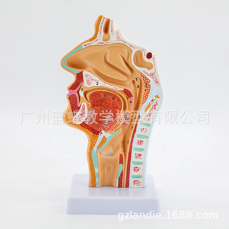 human body Nasal cavity oral cavity Throat anatomy normal Nasal cavity Pharyngeal cavity Pharyngeal cavity Nasal cavity oral cavity Model