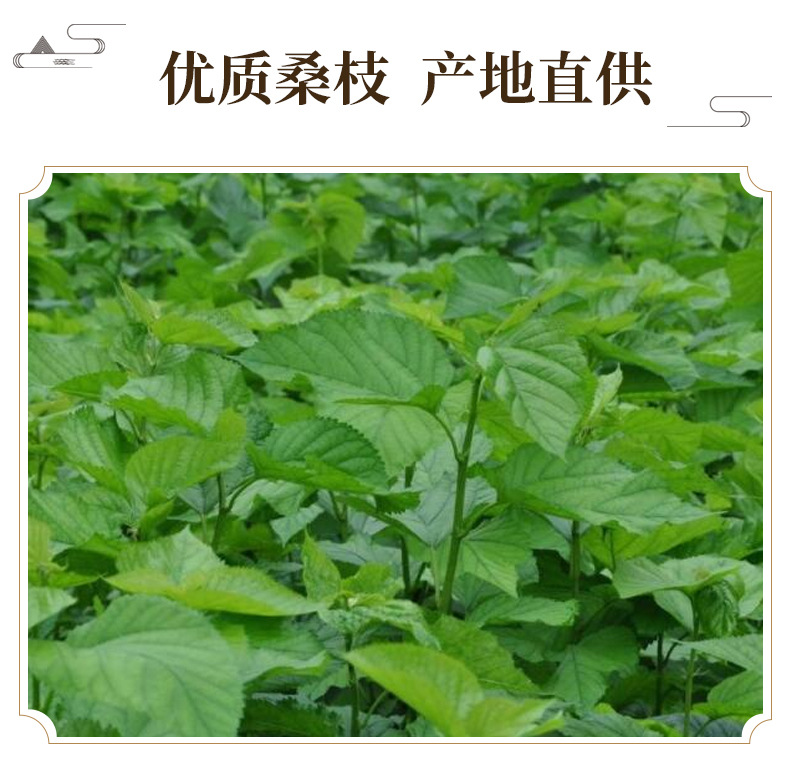 Mulberry Twig Sang Zhi 500g Dried Sliced Mulberry Branch Herbal Decoction Pieces key features