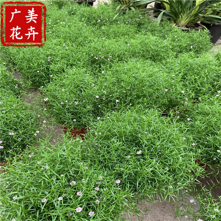 满天星树特点,满天星的树木,满天星老桩图片大全_大山谷图库