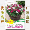 Free shipping original one -yuan stall seed manufacturer Vegetable seeds wholesale color bags, four seasons easy to grow good oral seed seed seeds