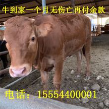 河南肉牛犊养殖场改良鲁西黄牛价格你养殖我回收肉牛犊一只发货