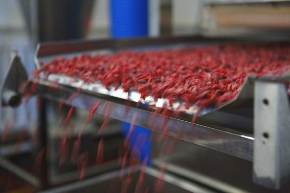 Premium Ningxia Goji Berries Gou Qi Zi Dried Wolfberry for Tea and Soup 40 Jin Bulk Case in use