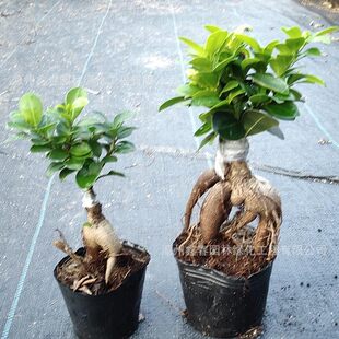�Ř����ls�������Ř� Ficus�˅������ԏS�ҵع��ž��^�辰�Gֲ��