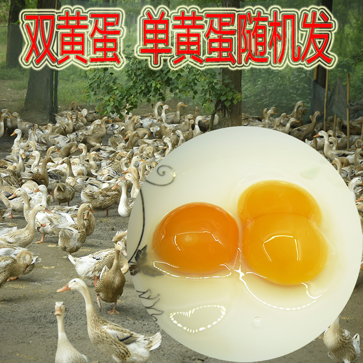 徽農直銷散養初生蛋單黃蛋雙黃蛋隨機發生態鴨蛋土農産品麻鴨蛋
