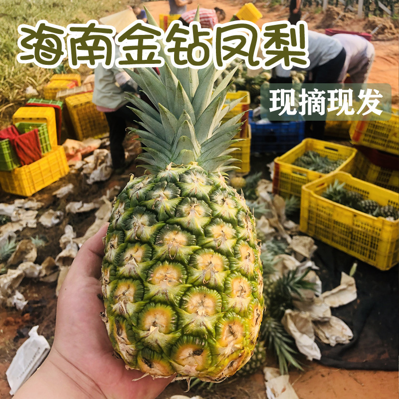 Hainan Golden Diamond Pineapple No. 17, Freshly Picked Large Fruit Gift Box, Eyeless Pineapple, Direct Supply from the Place of Origin, One-Piece Dropshipping