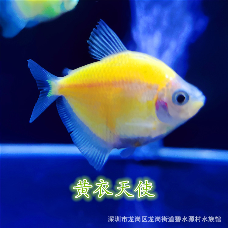 蓝衣天使鱼,_大山谷图库