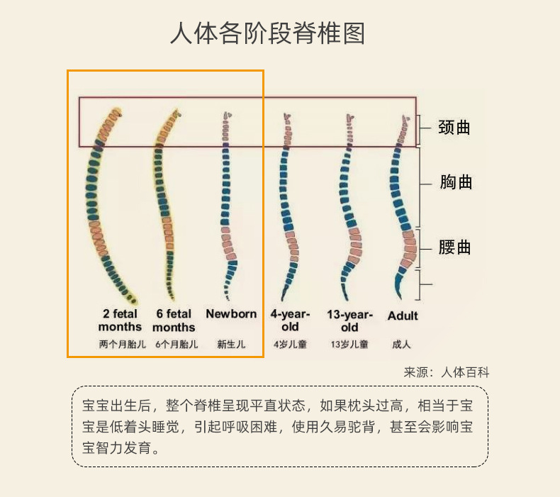 小熊枕头大款详情页2_08