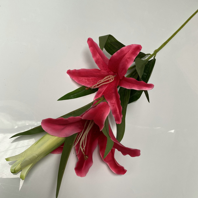 新百合大只玫红色