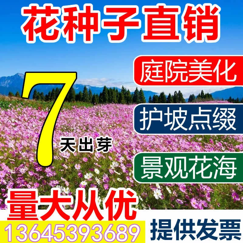 Космос семена шелковицы Цветы Семена небесной звезды Цинния дикий цветок сочетание сад уличные цветы четыре сезона легко живые семена цветов