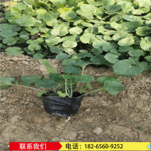 二月兰花卉基地批发 价格便宜的宿根花 二月蓝多年生道路美化花卉