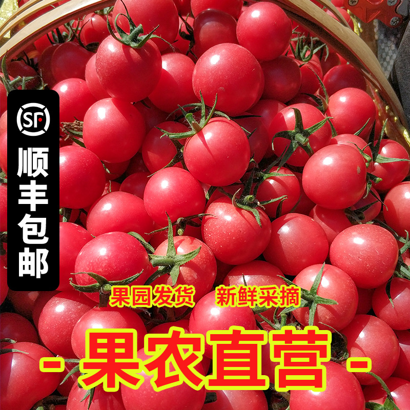 Open air Manure natural Panzhihua Millennium tomato fresh pregnant woman Fruit 5 Cherry Cherry tomatoes