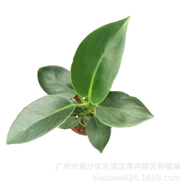 Base Wholesale Office 90# Green Princess Gold Diamond Philodendron…