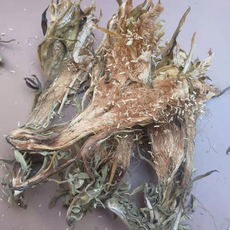 Dried Night Blooming Cereus Flowers Ba Wang Hua 500g Culinary Herb for Soup and Broth specifications