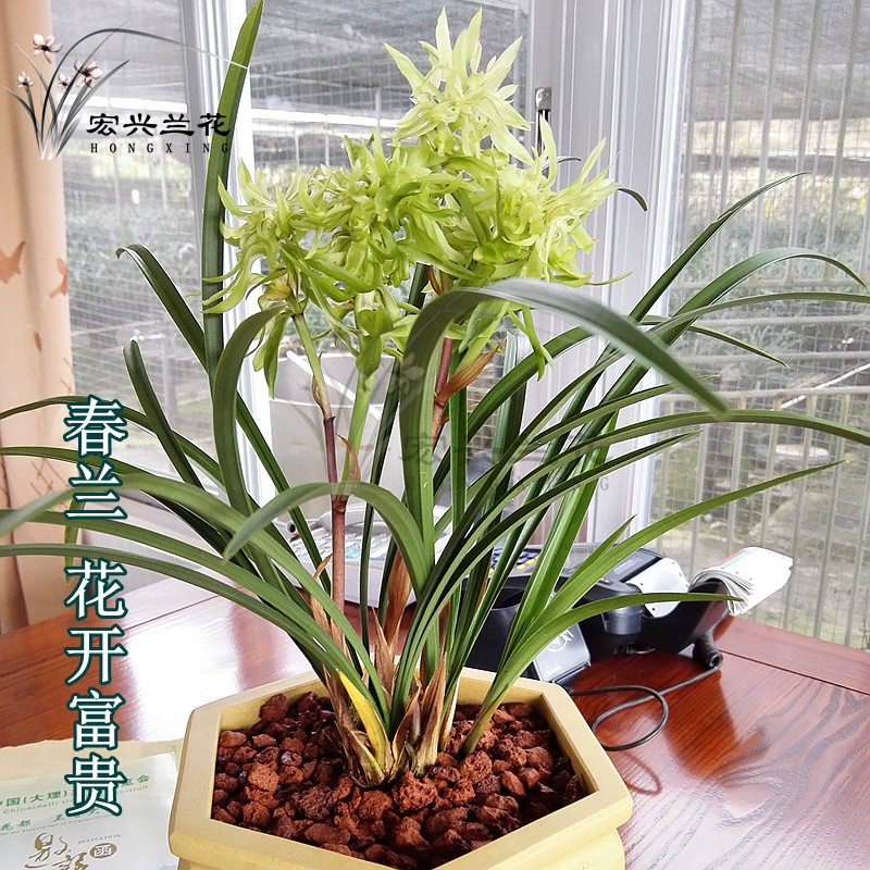 Рассада орхидеи Весенние цветы орхидеи Цветение Богатые цветы Сильный аромат Цветы Хунсин Зеленые растения Горшечные растения Зима и весна с бутонами цветов