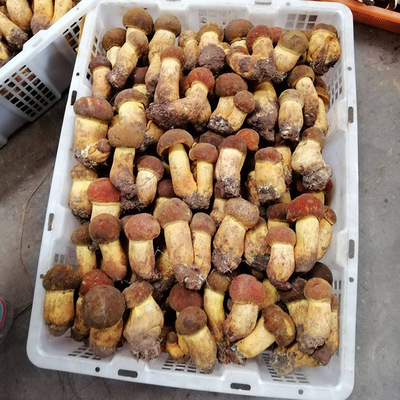 wholesale Cattle fresh Yunnan specialty Boletus Mushroom Taste