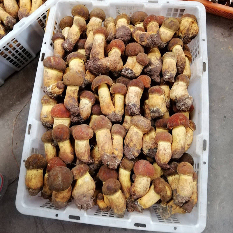 wholesale Cattle fresh Yunnan specialty Boletus Mushroom Taste