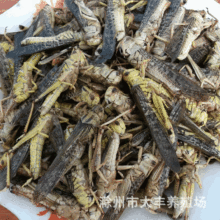 飛蝗常年供應養殖昆蟲供應 養殖螞蚱 冷凍螞蚱  東亞飛蝗油炸美食
