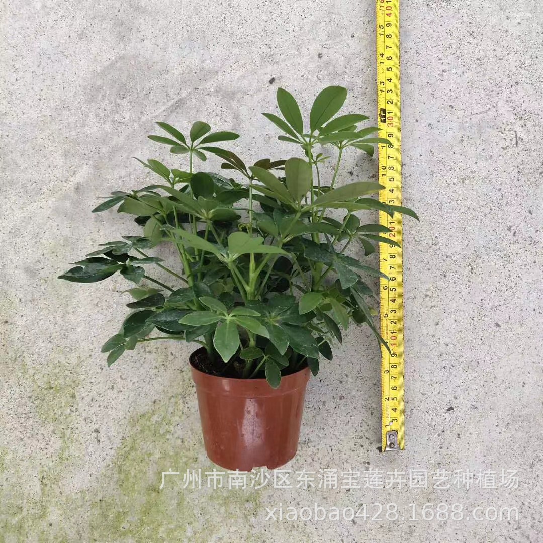 mmexport1592723985190